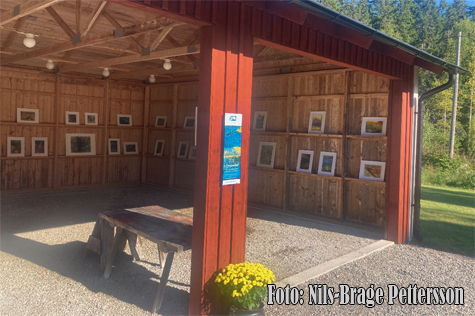 © Nils-Brage Pettersson.