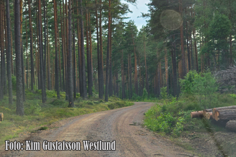 © Kim Gustafsson Westlund.